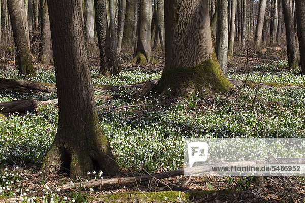Märzenbecher  Frühlingsknotenblumen (Leucojum vernum)  Frühling im Laubwald  Oberbayern  Bayern  Deutschland  Europa