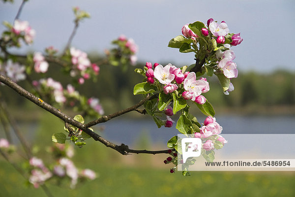 Apfelbaum  Apfelblüte (Malus spec.)  Frühling  Bayern  Deutschland  Europa
