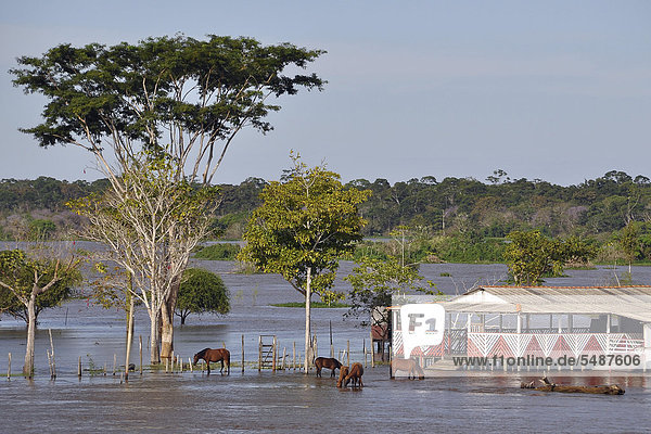 Horses grazing on flooded pastures during the rainy season  the Amazon between Manaus and Santarem  Amazonas province  Brazil  South America