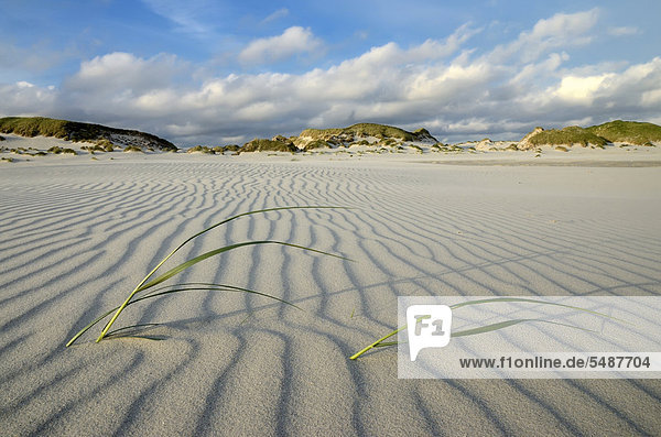 Sand patterns in front of dunes on the Kniepsand beach  Amrum Island  Nordfriesland  North Frisia  Schleswig-Holstein  Germany  Europe