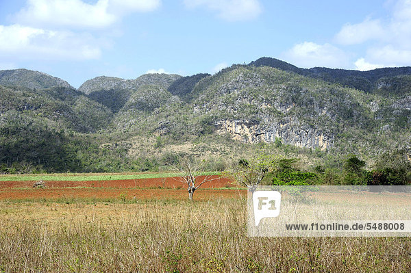 Landwirtschaft im Nationalpark Valle de Vinales  Provinz Pinar del Rio  Kuba  Große Antillen  Karibik  Mittelamerika  Amerika