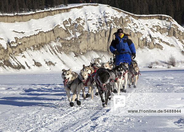 Laufendes Hundeteam auf dem Eis des zugefrorenen Takhini River  Schlittenhunde  Mushing  Alaskan Huskies am Start des Yukon Quest 2011  ein 1000-Meilen langes internationales Schlittenhundrennen  Whitehorse  Yukon Territory  Kanada