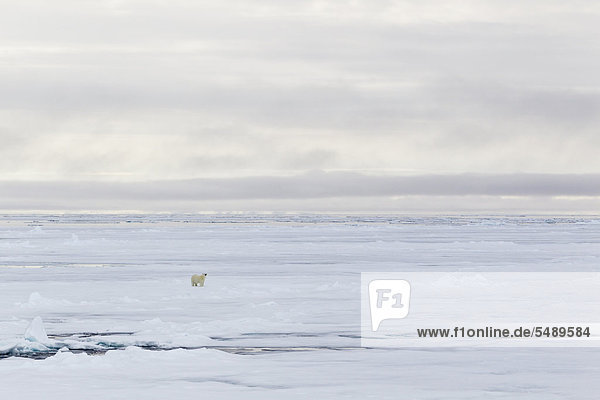 Europa  Norwegen  Spitzbergen  Eisbär beim Eislaufen