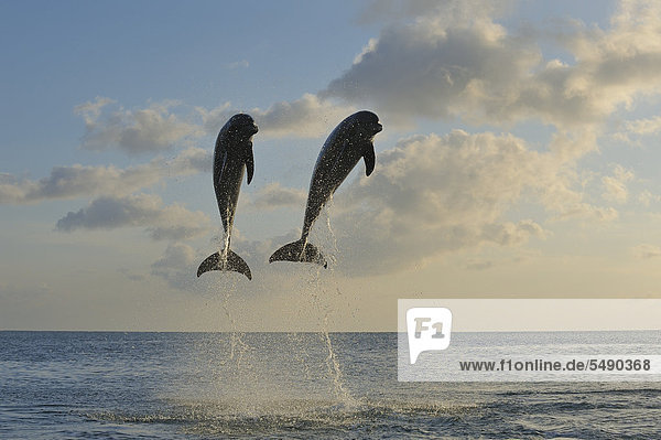 Lateinamerika  Honduras  Bay Islands  Roatan  Bottlenose Delfin Springen in der Karibik
