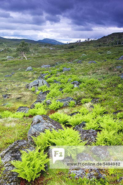 Landschaft mit Farnen  Skarvan og Roltdalen-Nationalpark  Sør-Trøndelag  Norwegen  Skandinavien  Europa