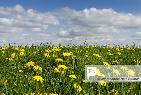 Wiese mit Löwenzahn (Taraxacum sect. Ruderalia) im Sommer  Fettwiese  Kreis Nordfriesland  Schleswig-Holstein  Deutschland  Europa