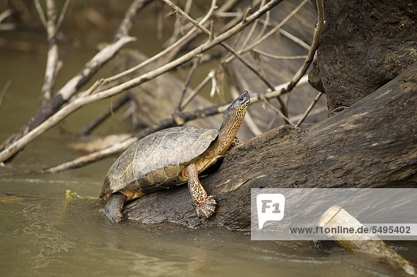 Bauchstreifen-Erdschildkröte (Rhinoclemmys funerea)  Costa Rica  Zentralamerika