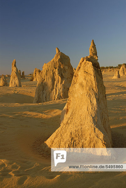Die Pinnacles bei Cervantes nördlich von Perth  Nambung Nationalpark  Western Australia  Australien