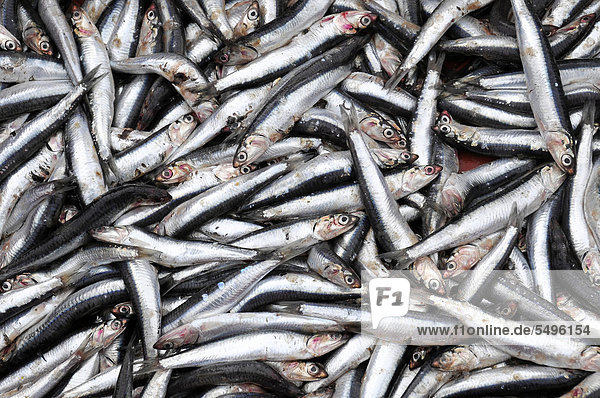Caught sardines  port of Essaouira  Morocco  North Africa  Africa