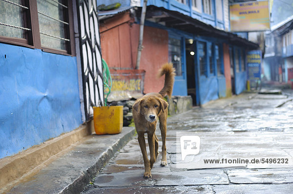Dog in the street of the village of Bhubhule that is a popular starting point for trekking tours Lamjung Nepal South Asia Asia