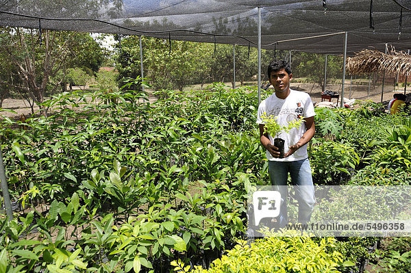 Young man with a seedling in a nursery garden  Maranhao  Brazil  South America  Latin America