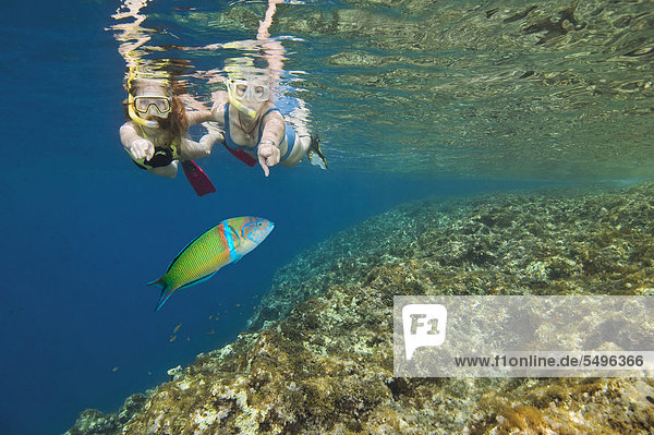 Mother and daughter snorkeling on a coral reef in the Mediterranean admiring an Ornate wrasse (Thalassoma pavo)  Marsalforn Bay  Gozo  Malta  Europe
