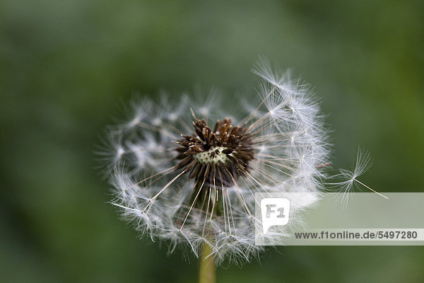 Ein Samenfaden fliegt von der Blüte einer Pusteblume  Löwenzahn (Taraxacum)