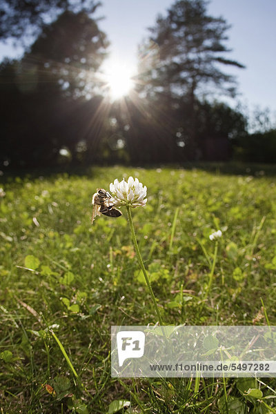 Eine Biene (Apis sp.) sitzt auf einer Blüte vom weißen Wiesenklee (Trifolium sp.)