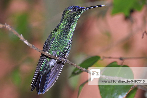 Violet-capped Woodnymph (Thalurania glaucopis  or Trochilus glaucopis) perched on a twig  Ilha Grande  Brazil  South America