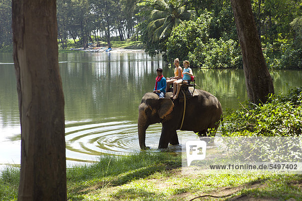 Domestizierter Asiatischer Elefant (Elephas maximus) als Touristenattraktion  Phuket  Thailand  Asien  ÖffentlicherGrund