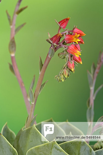Echeverie (Echeveria derenbergii)  Blüte  Mexiko  Amerika