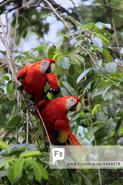 Hellroter Ara (Ara macao)  Paar adult  Baum  Roatan  Honduras  Karibik  Mittelamerika  Lateinamerika