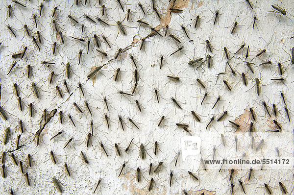 Große Anzahl von Mücken auf einer weißen Wand  Insel Zmiinyi  Schlangeninsel  Schwarzes Meer  Odessa  Ukraine  Osteuropa  Europa