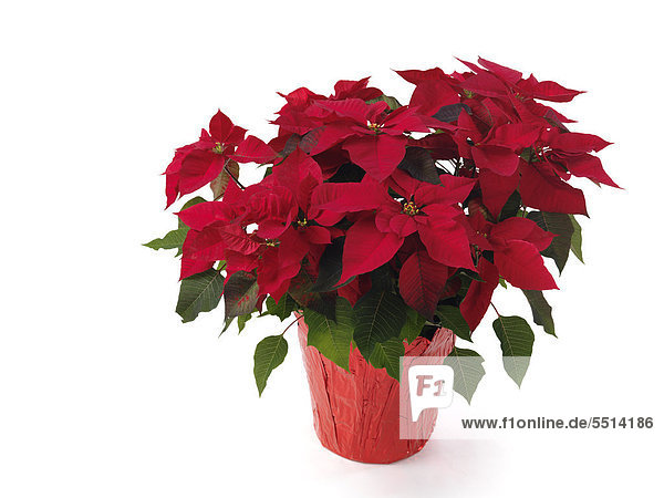 Weihnachtsstern (Euphorbia pulcherrima) im Blumentopf