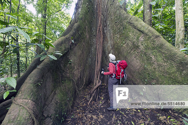 Female hiker standing next to a great kapok tree (Ceiba pentandra)  Laguna del Lagarto Lodge  Alajuela  Costa Rica  Central America