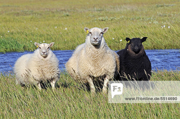 Schafe SnÊfells-Halbinsel oder Snaefellsnes Island Europa