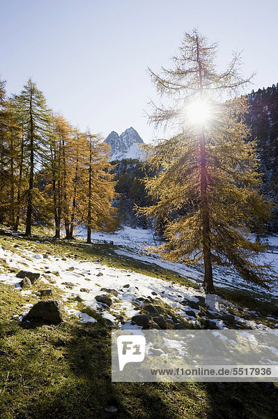 Herbstlich gefärbte Lärchen am Palpuognasee  Schnee  Bergün  Graubünden  Schweiz  Europa