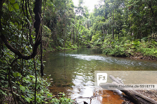 Bach im Regenwald,  Hutchinson Creek,  Daintree Nationalpark,  nördliches Queensland,  Australien