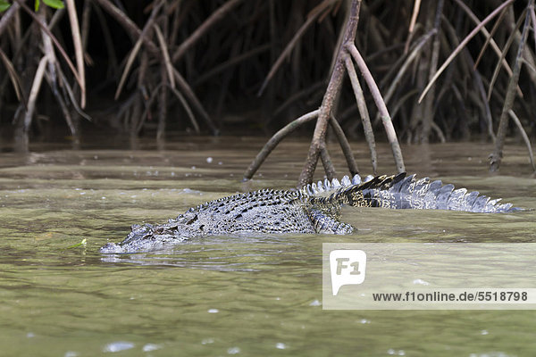 Salzwasserkrokodil (Crocodylus porosus) zwischen Mangrovenwurzeln  Daintree Nationalpark  Queensland  Australien