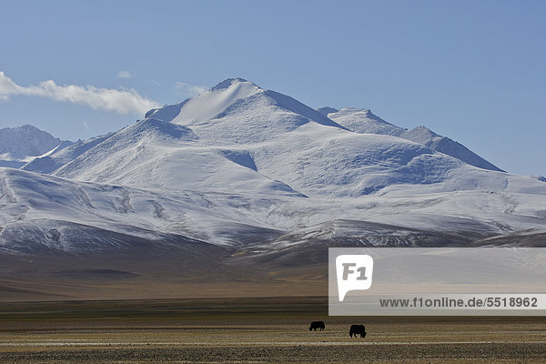 Yaks (Bos mutus) auf Hochebene im Pamir  Tadschikistan  Zentralasien
