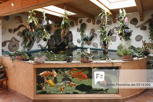 Kois in AquariumTeichKombination im Innenbereich mit 7000 Liter