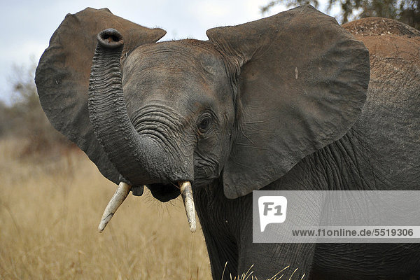Afrikanischer Elefant (Loxodonta africana)  Jungtier trompetet  Serengeti  Tansania  Afrika