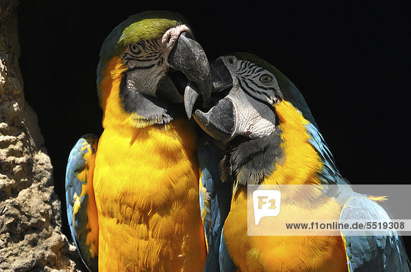 Two Blue-and-Yellow Macaws (Ara ararauna) billing  Foz do Iguacu  Parana  Brazil  South America