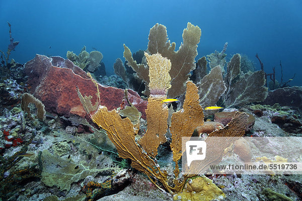 Branching Fire Coral (Millepora alcicornis) covering a Venus Sea Fan (Gorgonia flabellum)  coral reef  St. Lucia  Windward Islands  Lesser Antilles  Caribbean  Caribbean Sea