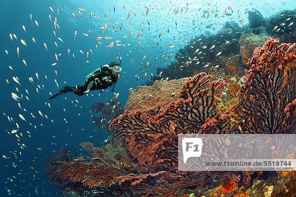 Diver looking at Deep-water sea fan (Iciligorgia schrammi) and Lined Chromis (Chromis lineata) on a coral reef  St. Lucia  Windward Islands  Lesser Antilles  Caribbean  Caribbean Sea