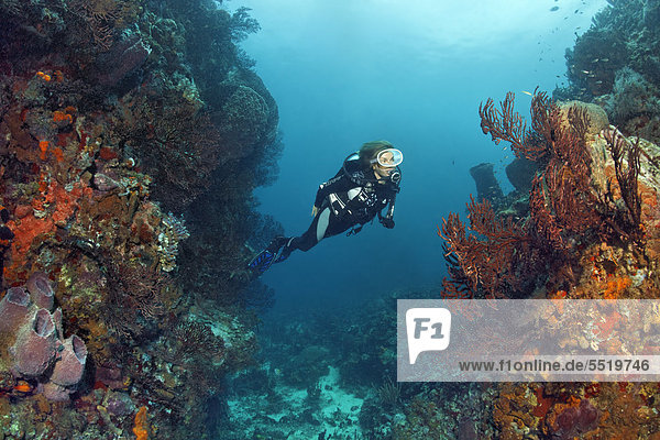 Diver diving through a reef channel looking at Deep-water sea fan (Iciligorgia schrammi)  St. Lucia  Windward Islands  Lesser Antilles  Caribbean  Caribbean Sea