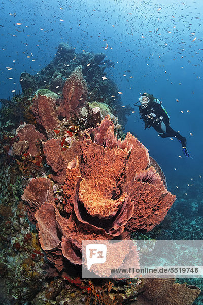 Diver looking at a Caribbean barrel sponge (Xestospongia muta) and Deep-water sea fan (Iciligorgia schrammi) on a coral  reef top  St. Lucia  Windward Islands  Lesser Antilles  Caribbean  Caribbean Sea