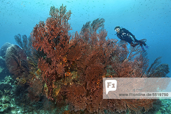 Diver looking at Deep-water sea fan (Iciligorgia schrammi)  coral polyps  coral reef  St. Lucia  Windward Islands  Lesser Antilles  Caribbean  Caribbean Sea