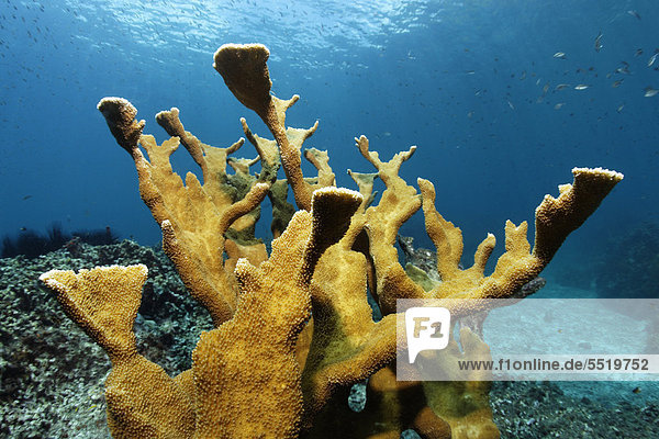 Elkhorn coral (Acropora palmata)  St. Lucia  Windward Islands  Lesser Antilles  Caribbean  Caribbean Sea