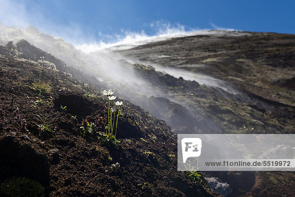 Aufsteigender Dampf  Geothermalgebiet am Binnensee M_vatn  Nordisland  Island  Europa