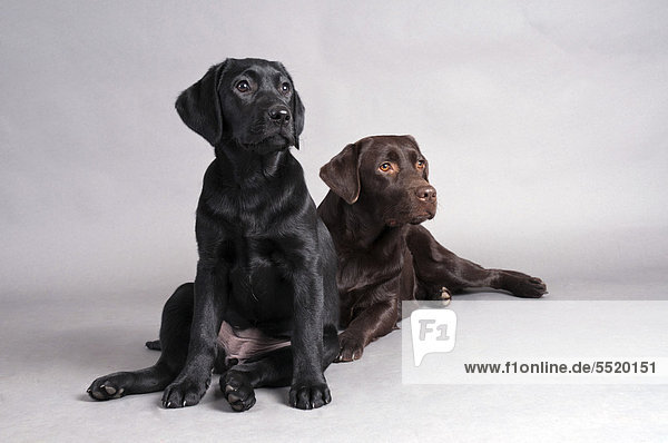 Schwarzer Labrador Retriever sitzt vor liegendem braunem Labrador Retriever