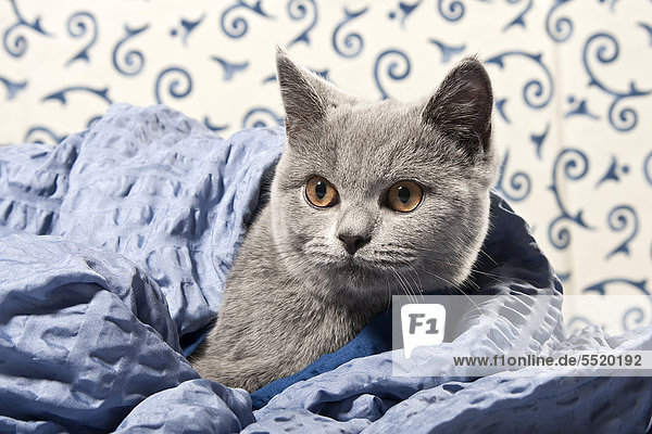 Kartäuser-Britisch-Kurzhaar-Katze in der Farbe Blau  mit Decke