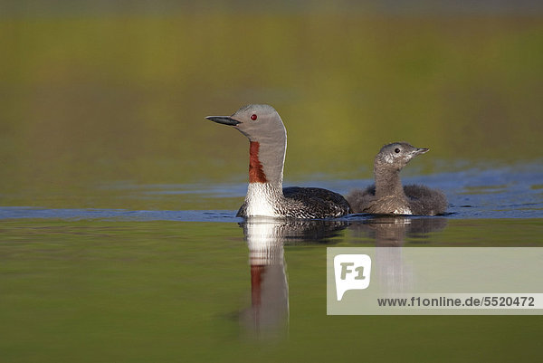 Red-throated Loon or Red-throated Diver (Gavia stellata)  adult bird with a chick  North Iceland  Iceland  Europe