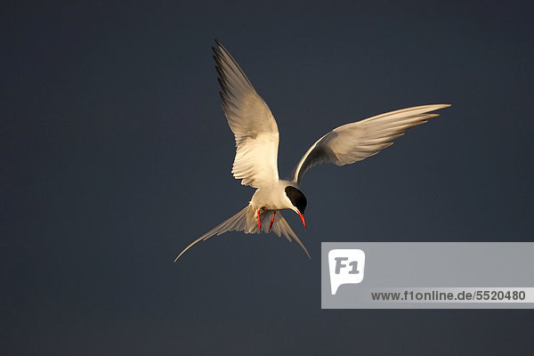 Arctic Tern (Sterna paradisaea) in flight  North Iceland  Iceland  Europe