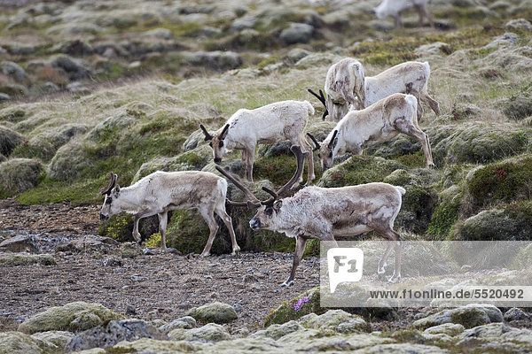 Reindeer (Rangifer tarandus)  southern Iceland  Europe