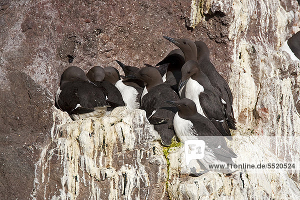 Common Murre or Common Guillemot (Uria aalge) breeding colony on the rocks Latrabjarg Westfjords Iceland Europe