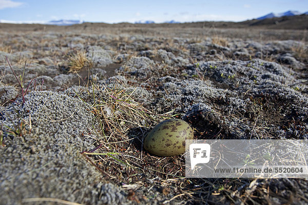 Arctic Skua (Stercorarius parasiticus)  brooding area with an egg  South Iceland  Iceland  Europe