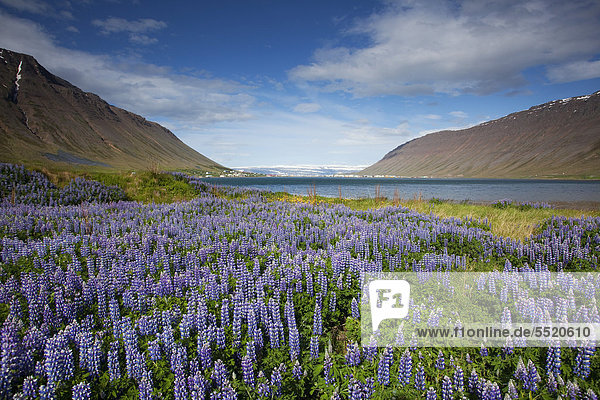Isafjoer_ur Nootka Lupine (Lupinus nootkatensis) Iceland Europe