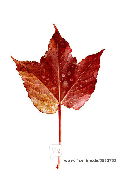 Wilder Wein  Dreispitzige Jungfernrebe (Parthenocissus tricuspidata)  Blatt in roter Herbstfärbung mit Wassertropfen