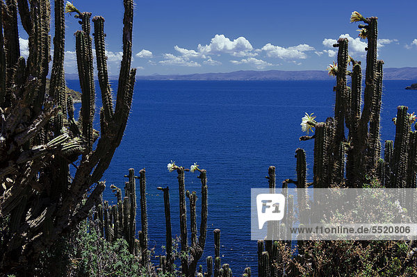 Cactuses (Cactaceae)  Lake Titicaca  Copacabana  Bolivia  South America